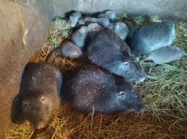 Зображення для оголошення Продам мясо нутрии, натуральное кормление
