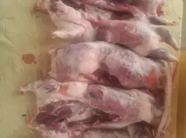 Зображення для оголошення Продам мясо кроликов и нутрий