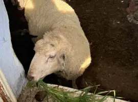 Зображення для оголошення Продам овец, ягнят и баранов