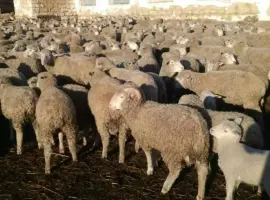 Зображення для оголошення Продам 250 овец Цигай