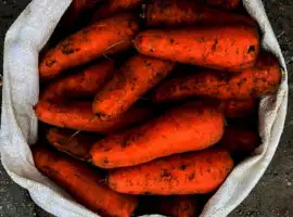 Зображення для оголошення Продам моркву оптом на переробку