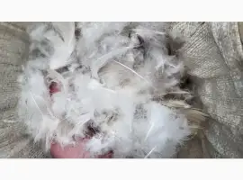Зображення для оголошення Кіплю пір' я