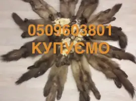Зображення для оголошення Куплю куницю камянку шкіри куниця