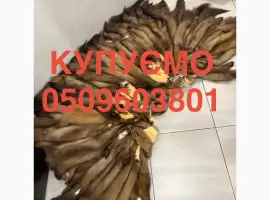 Зображення для оголошення Купуємо куплю шкіри куниці бобра зайця норки видри