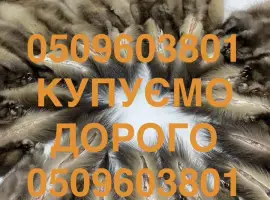 Зображення для оголошення Купуємо ДОРОГО шкіри куниці шкури куниць по усій Україні