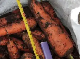 Зображення для оголошення Продам моркву на переробку Кордоба та Каскад опт