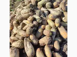 Зображення для оголошення Продам кормовий буряк