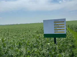 Зображення для оголошення Насіння жовтого гороху Астронавт