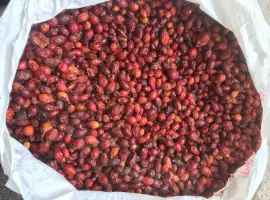 Зображення для оголошення Продам сушену шипшину. Шиповник