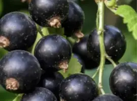 Зображення для оголошення Продам смородину замороженную
