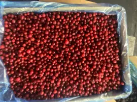 Зображення для оголошення Продам червону смородину