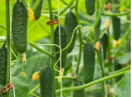 Зображення для оголошення Куплю тепличный огурец ОПТ