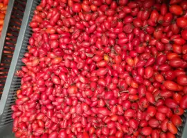 Зображення для оголошення Продам шипшину