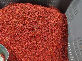 Зображення для оголошення Продам шипшину заморожену