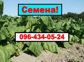 Зображення для оголошення Продам своє насіння тютюну (Махорки)
