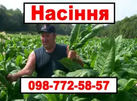Зображення для оголошення Насіння махорки та тютюну. Багато сортів!