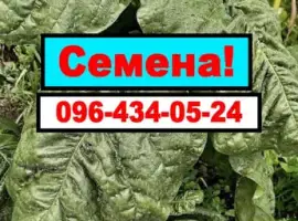 Зображення для оголошення Насіння Табака. Семена табака Махорки