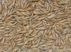Зображення для оголошення Овес з першоі репродукціі посівний