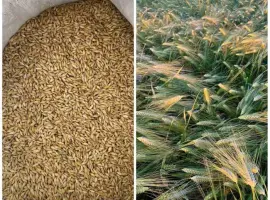 Зображення для оголошення Ячмінь ярий, сорт Вакула перша репродукція.