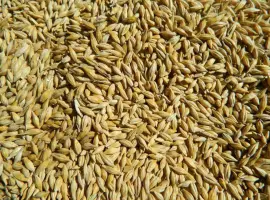 Зображення для оголошення Продам посівний та товарний ячмінь,пивоварні сорт