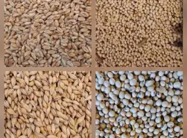 Зображення для оголошення Продам Пшеницю фуражну ,ячмінь посівний
