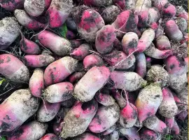 Зображення для оголошення Продам Буряк Кормовий