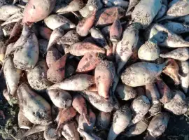 Зображення для оголошення Буряк кормовий свекла