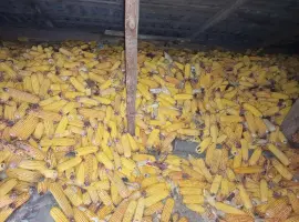 Зображення для оголошення Продам кукурудзу в качанах