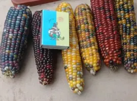 Зображення для оголошення Кукурудза мармурова в качанах