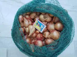 Зображення для оголошення Цибуля - шалот кущівка