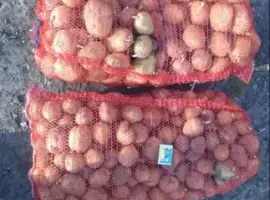 Зображення для оголошення Продам картошку Рівєра на посадку і їсти