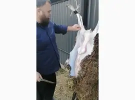 Зображення для оголошення Продам баранину