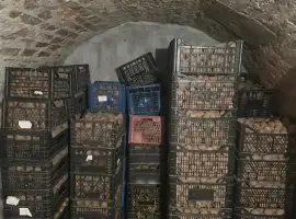Зображення для оголошення Продам ВЕЛИКУ Й НАСІННЄВУ картоплю сортів Санте