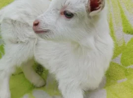 Зображення для оголошення Продам зааненских козочек от высокоудойной мамы