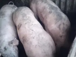Зображення для оголошення Свиньи живым весом, крупные, мясные породы