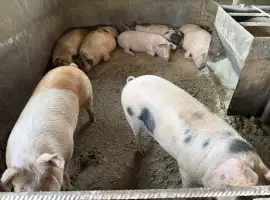 Зображення для оголошення Свини живым весом