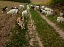 Зображення для оголошення Продаж домашніх кіз жива вага