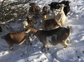 Зображення для оголошення Кози та козли живою вагою