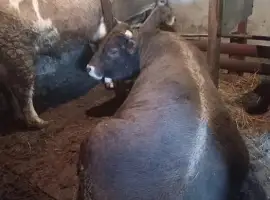 Зображення для оголошення Продам бичків жива вага