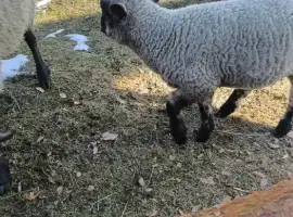 Зображення для оголошення Продам вівці породи Суффолк жива вага
