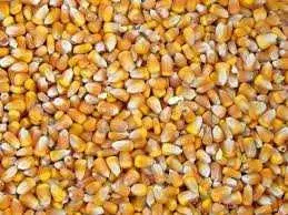 Зображення для оголошення Продам кормову кукурудзу