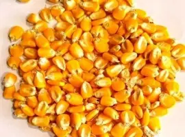 Зображення для оголошення Кукурудза в мішках кормова