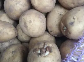 Зображення для оголошення Продам посадкову картоплю Рівєра