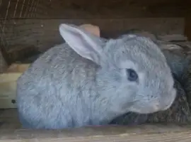 Зображення для оголошення Кролики живой вес, удобрение и т.д.