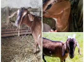Зображення для оголошення Англонубійська кізочка молода (недійна)