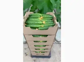 Зображення для оголошення Огірок Естафета