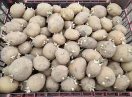 Зображення для оголошення Картопля ранній сорт Рівʼєра