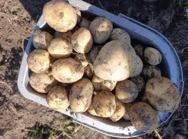 Зображення для оголошення Картопля посадкова.насінєва рання Рів'єра