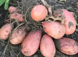 Зображення для оголошення Насінєва картопля Дельфіне і рев'єра ( 2 - репр.)