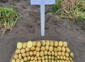 Зображення для оголошення Насіннєву картоплю ревєра 1 репродукція